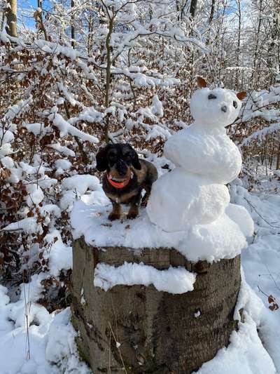 Fotochallenge 61 ~ Schnee-Beitrag-Bild