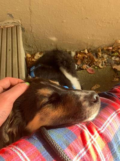 Auslandstierschutz-Beitrag-Bild