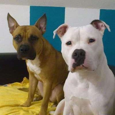 Mehrere Hunde zuhause !-Beitrag-Bild