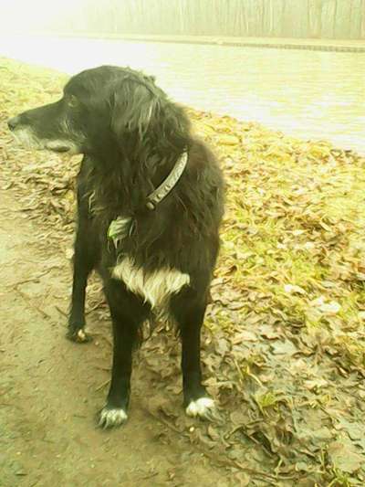 Fotochallenge Nr. 104 : Hommage an deinen ersten Hund-Beitrag-Bild