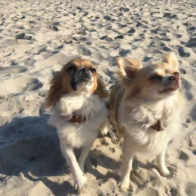 Hundetreffen-Spaziergang im Allgäu geplant!!