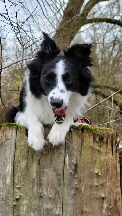 Dogorama Photo Challenge - Dein Hund beim Gähnen-Beitrag-Bild