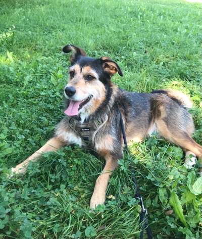 TierschutzhundeStammtisch🐕-Beitrag-Bild