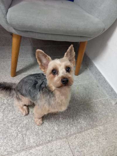 Hund zu dick?-Beitrag-Bild