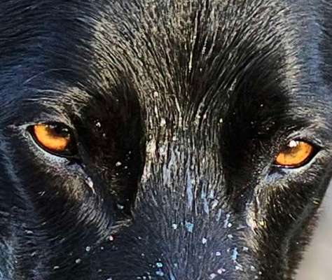 150. Foto Challaenge:  Die Augen, der Spiegel der Seele-Beitrag-Bild