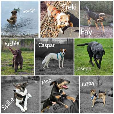 40.Collagen Challenge - Hundefreunde-Beitrag-Bild