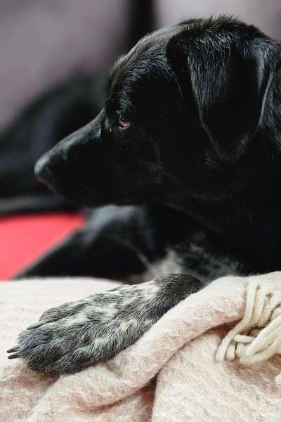 Dogorama Photo Challenge - Details Ganz nah-Beitrag-Bild