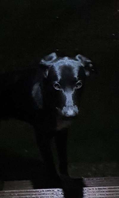 Hundebilder-Beitrag-Bild