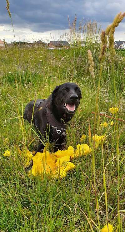 9.Farben-Fotochallenge            Gelb-Beitrag-Bild