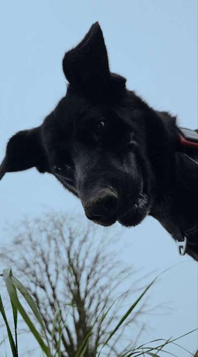 Handy Fotochallenge Nr. 52: Dein Hund mit blauem Himmel-Beitrag-Bild