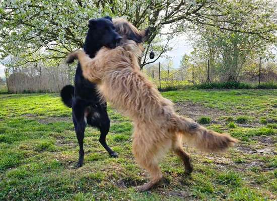 Dogorama Photo Challenge - TV Hund-Beitrag-Bild