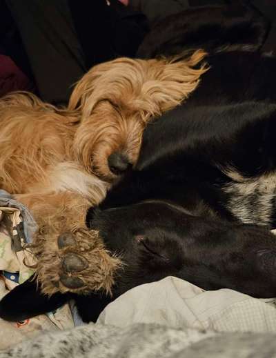 Dogorama Photo Challenge - Frühjahrsmüdigkeit-Beitrag-Bild