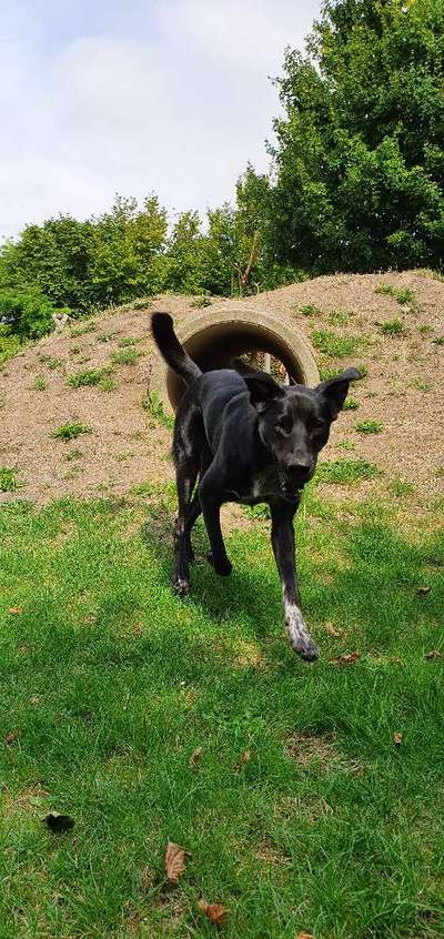 Black dogs are beautiful-Beitrag-Bild