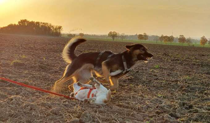 Fotochallenge - fremde Hunde-Beitrag-Bild