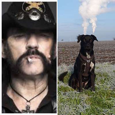 Wie heißt dein Hund?-Beitrag-Bild