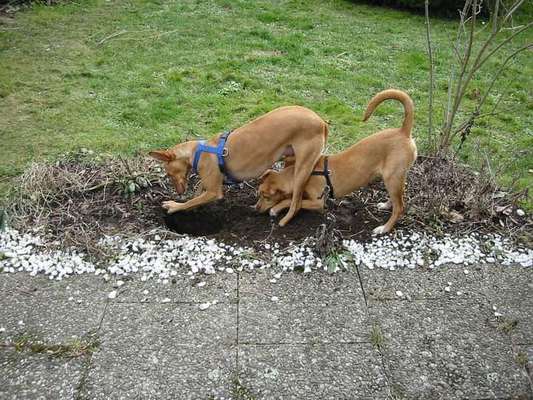 Unsere Fellnasen im Regenbogenland-Beitrag-Bild