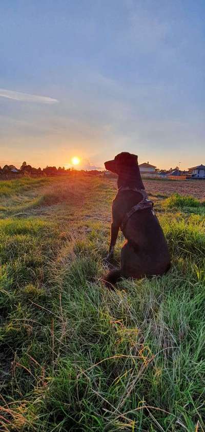 36. Handy Foto Challenge - Sonnenanbeter-Beitrag-Bild