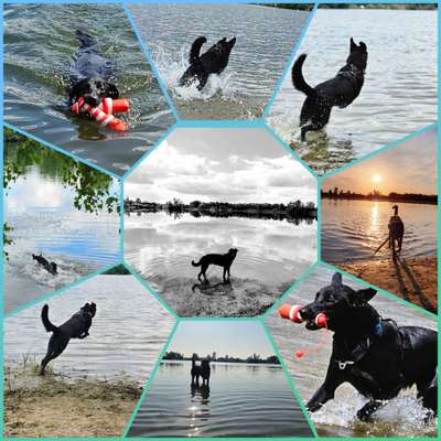 51.Collagen Challenge: Wasserhunde-Beitrag-Bild