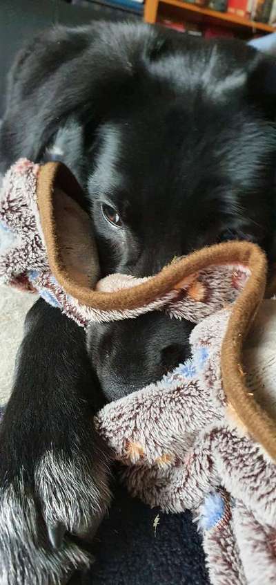 Dogorama Photo Challenge- Der Nase nach-Beitrag-Bild