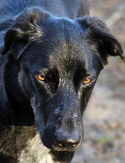 Zeigt mir die tollste Nahaufnahme von eurer Fellnase-Beitrag-Bild