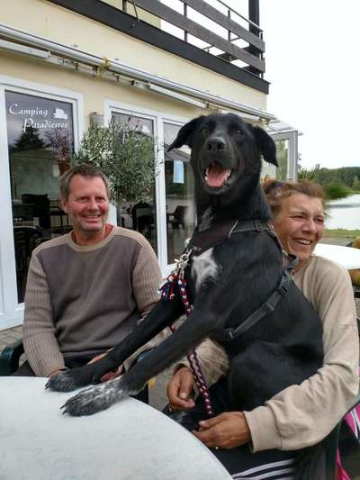 Zeigt her; eure "zu gross geratenen Schosshunde"-Beitrag-Bild