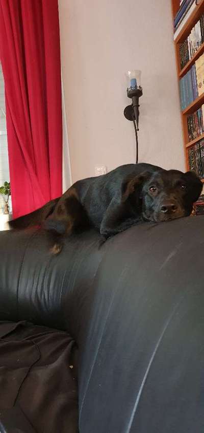 Labradorfans-Beitrag-Bild