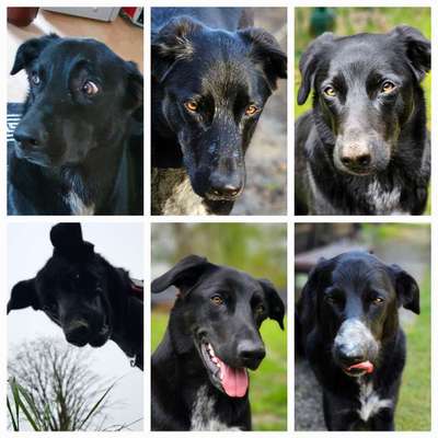 Hunde Porträt (Portrait) Galerie....-Beitrag-Bild