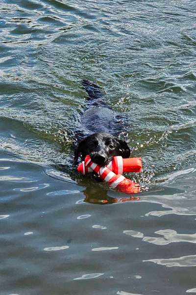 Zeigt uns das 6. Bild von eurem Hund in eurer Galerie-Beitrag-Bild