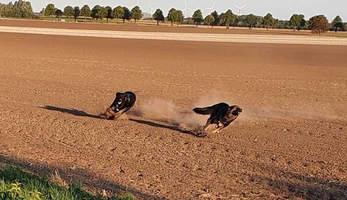 Fotosammlung: ,,Der natürliche Hund" Unbearbeitet, ungestellt und in Natura-Beitrag-Bild