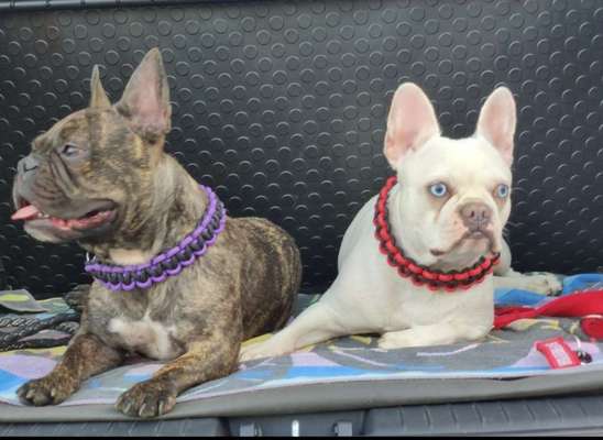 Hundesachen von Temu-Beitrag-Bild