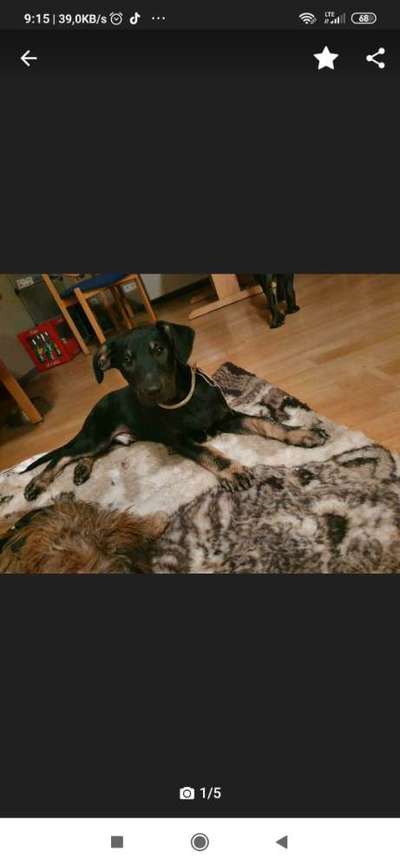 Welpen Bilder !-Beitrag-Bild