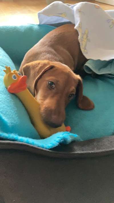 Welpen Bilder !-Beitrag-Bild