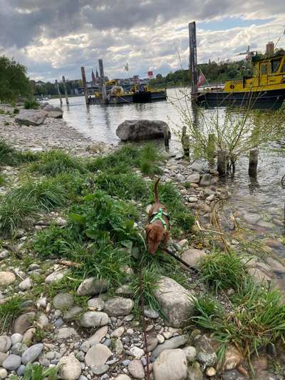 Hundeauslaufgebiet-Hundestrand Basel-Bild