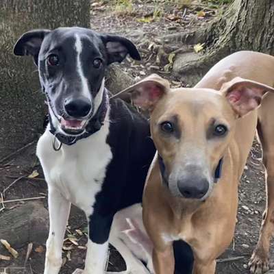 Hundetreffen-Hallo wir suchen Whippets die mit und über die Wiesen rennen möchten 😊-Profilbild