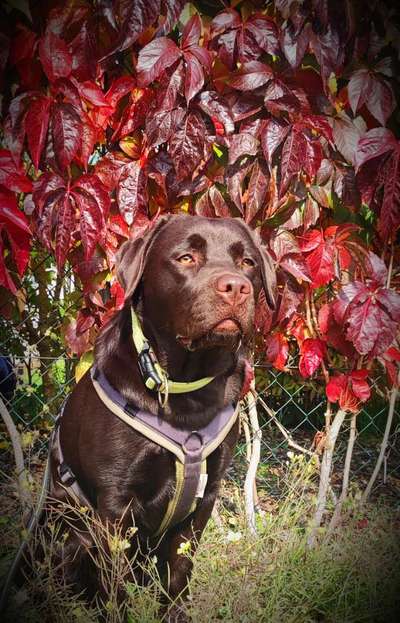 Herbst Bilder-Beitrag-Bild