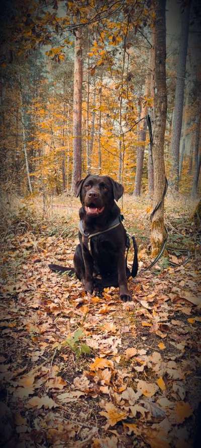 Herbst Bilder-Beitrag-Bild