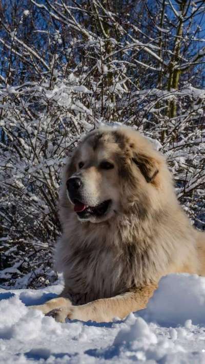 Die Dogorama Kalender Challenge Titelbild-Beitrag-Bild