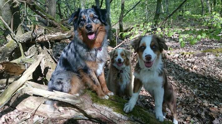 Seelenhunde-Beitrag-Bild