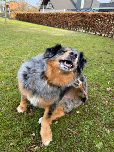 Fotosammlung: ,,Der natürliche Hund" Unbearbeitet, ungestellt und in Natura-Beitrag-Bild