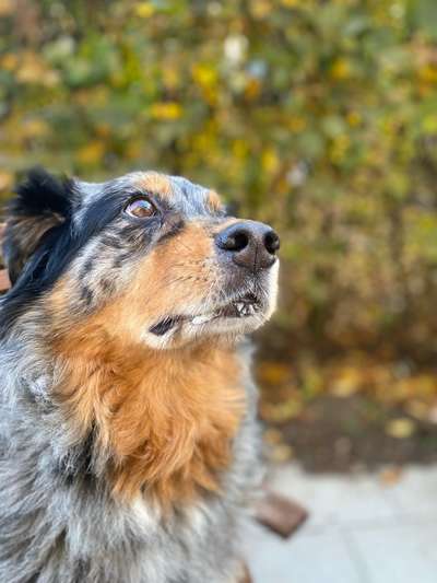 Herbst Bilder-Beitrag-Bild