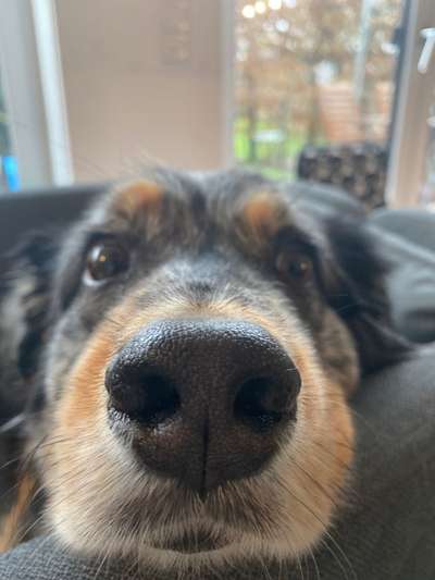 42. Handy Fotochallenge - Den richtigen Riecher haben-Beitrag-Bild