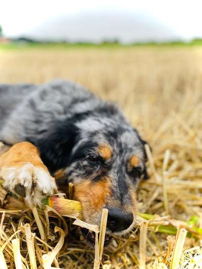 32. Collagen Challenge - eure liebsten gestellten Fotos-Beitrag-Bild