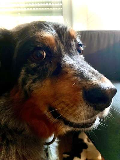 Hunde Memes-Beitrag-Bild