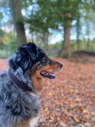 Herbst Bilder-Beitrag-Bild