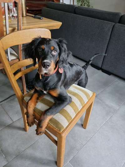 Englisch Setter?-Beitrag-Bild