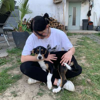 Hundetreffen-Socialwalk + Gassirunde