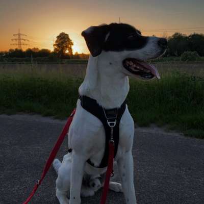 Hundetreffen-spielerundd-Bild