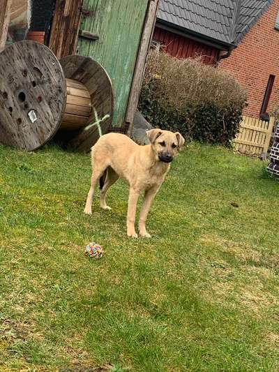 Auslandstierschutz-Beitrag-Bild