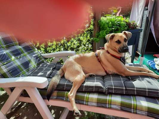 Auslandstierschutz-Beitrag-Bild