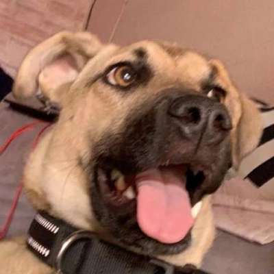 Auslandstierschutz-Beitrag-Bild